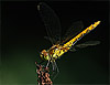 Sumpf-Heidelibelle - Sympetrum depressiusculum