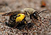 Weiden-Sandbiene - Andrena vaga